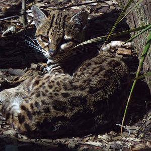 Margay Exmoor Zoo