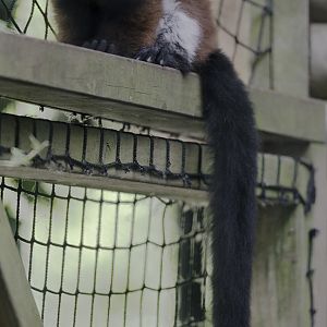Juvenile red ruffed lemur
