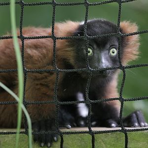 Juvenile red ruffed lemur