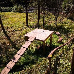 Bat Eared Fox and Meerkat Exhibit CMWDP