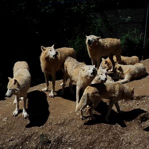 Hudson Bay Wolves CMWDP