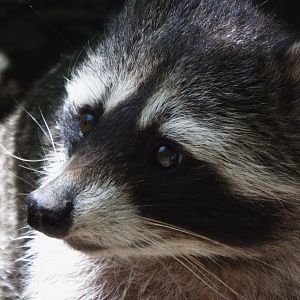 Racoon CMWDP