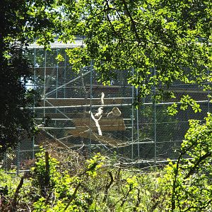 New Amur Leopard Exhibit 1 CMWDP