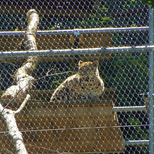 Amur Leopard CMWDP