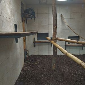 African Primate Indoors