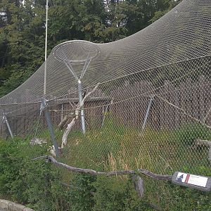 African Primate Outdoors