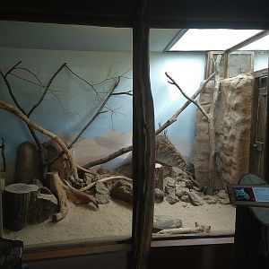 Sand Cat Exhibit