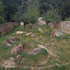 Striped Hyaena Outdoors