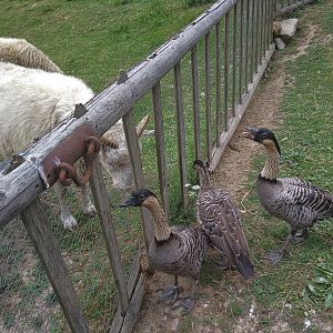 Interspecific Interaction