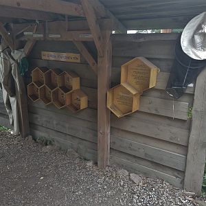 Native Wild Insects Area