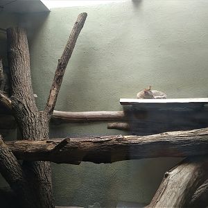 Gordon's Wildcat indoors