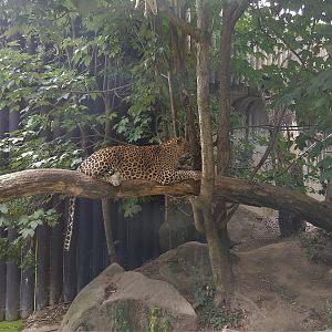 Sri Lankan Leopard