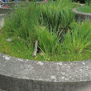 Presumably Native Terraria