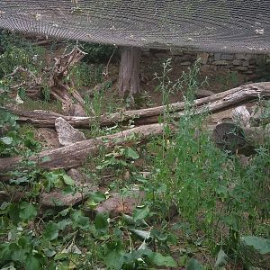 European Wildcat Exhibit