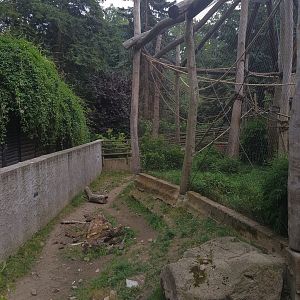 Babirusa Exhibit (surrounding Gibbon Cage)