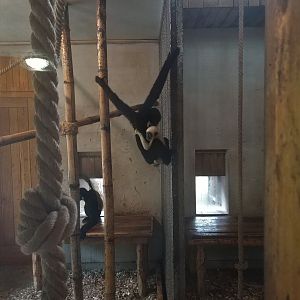 Golden-cheeked Gibbon Indoors