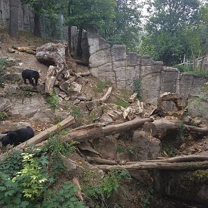Sun Bear Enclosure