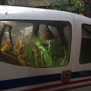 Plane Terrarium in Tropical House