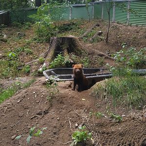 Bush dog Exhibit