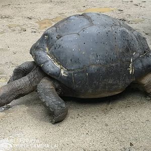 Aldabra Tortoise