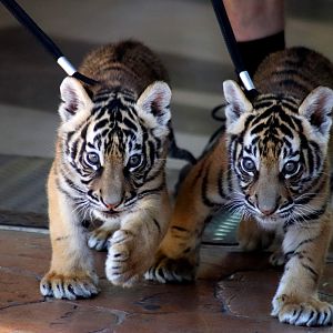 'Zakari' and 'Javi' - Hybrid Tiger Cubs (Panthera tigris)