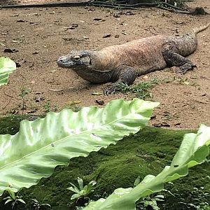 Komodo Dragon