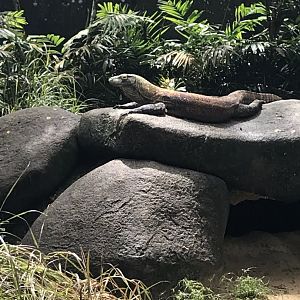 Komodo sun bathing on a rock