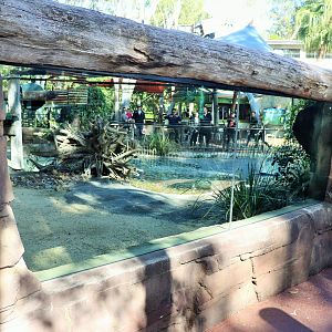Saltwater Crocodile Viewing Area