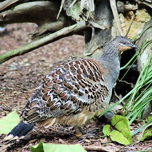 Malleefowl (Leipoa ocellata)