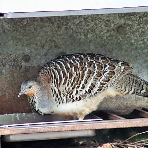 Malleefowl (Leipoa ocellata)