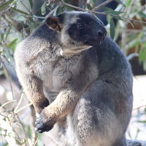 Lumholtz's Tree Kangaroo (Dendrolagus lumholtzi)