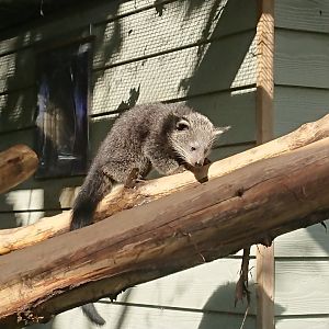 Binturong baby 21/6/19
