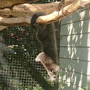 Learning to use its tail 21/6/19