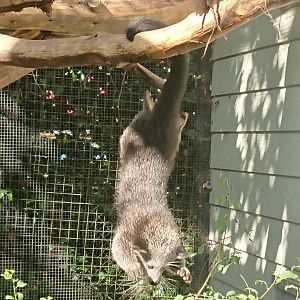 Taking a dive 21/6/19