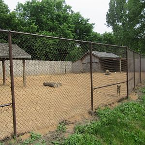 Singing Dog Exhibit (Updated)