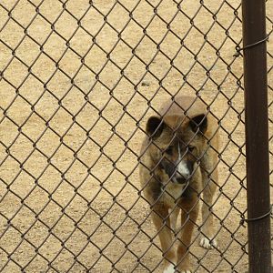 New Guinea Singing Dog