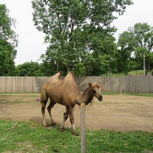 Bactrian Camel Exhibit