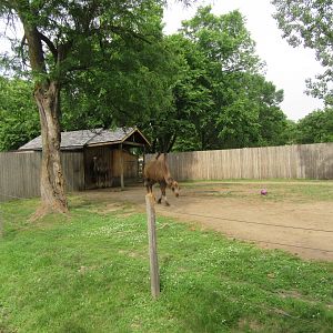 Bactrian Camel Exhibit