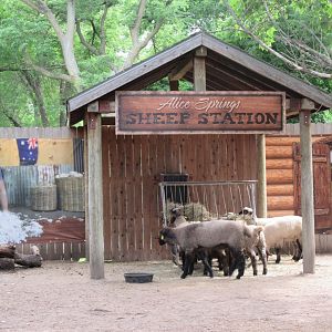 Alice Spring Sheep Station