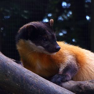 Yellow Throated Marten Exmoor Zoo