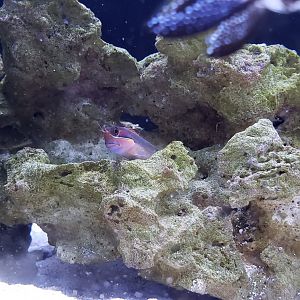 Tailspot Blenny (with Banggai Cardinal photobomb)