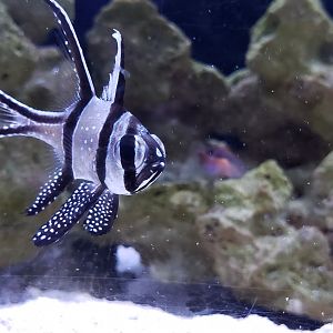 Banggai Cardinalfish