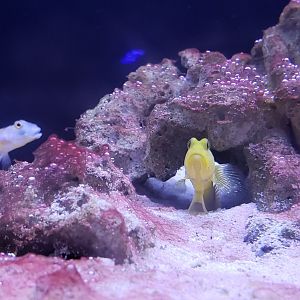 Yellow Prawn Goby and Diamond Watchman Goby