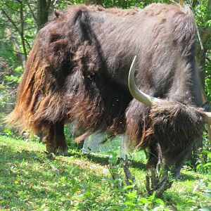 Yak