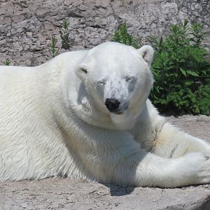 Polar bear