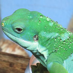 Fiji Island banded iguana