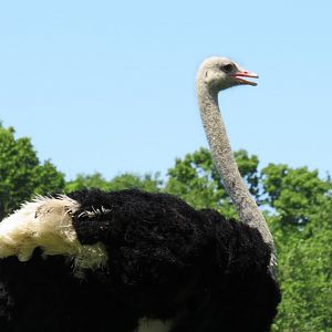 Male ostrich