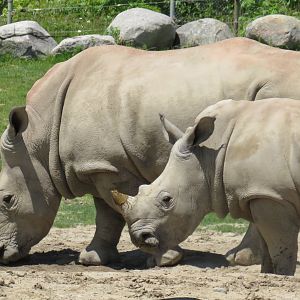 White rhinos