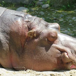 Hippo face close-up