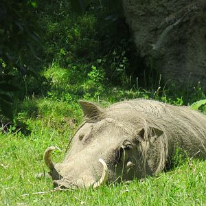 Warthog
